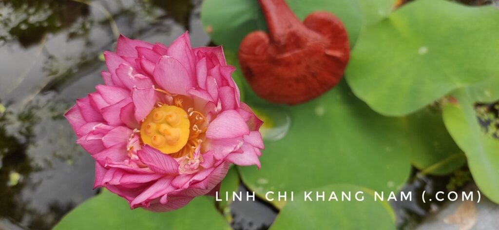 Linh Chi Đỏ